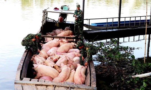 Một vụ nhập lậu lợn sống bị lực lượng Bộ đội biên phòng tỉnh An Giang bắt giữ. Ảnh: Chiến Khu