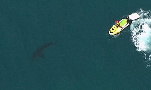 Cá mập trắng tấn công khiến 1 người đàn ông thiệt mạng. Ảnh: ABC