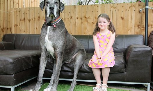 Chú chó cao nhất thế giới nhận thêm danh hiệu chú chó thuộc giống Great Dane sống lâu nhất thế giới vào sinh nhật lần thứ 8 của mình. Ảnh: Daily Mail