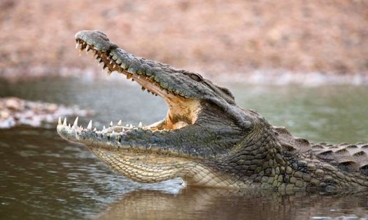 Cá sấu sông Nile trưởng thành có thể dài tới 6m. Ảnh: Alamy