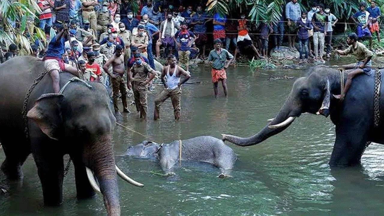 Vụ voi mang thai ăn dứa nhồi pháo nổ chết đã chính thức có kết quả điều tra. Ảnh: DNA India.