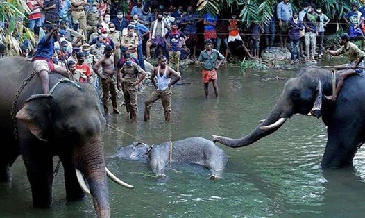 Vụ voi mang thai ăn dứa nhồi pháo nổ chết đã chính thức có kết quả điều tra. Ảnh: DNA India.