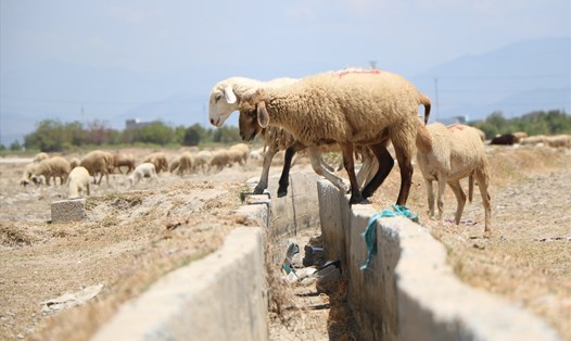 Nhiều đàn cừu ở Ninh Thuận quay quắt trong nắng hạn khốc liệt. Ảnh: Nhiệt Băng