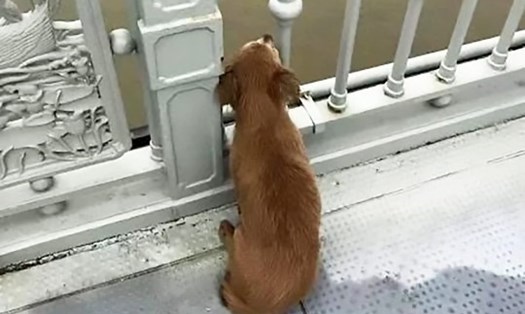 Chú chó ngóng đợi nhiều ngày ở trên cầu dù chủ nhân đã tự tử. Ảnh: Asia Wire