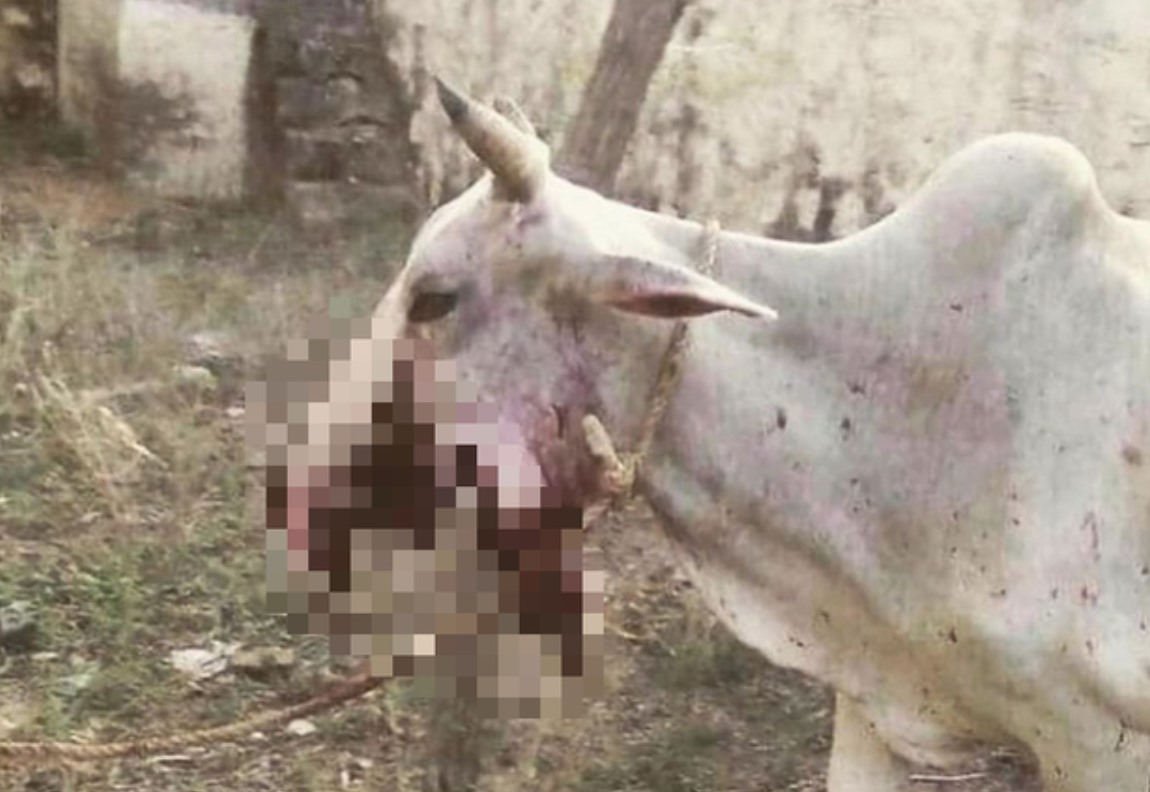 Bò mẹ bị thương nặng vì ăn bột mì nhồi thuốc nổ. Ảnh: Suvarna News