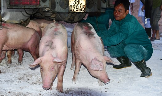 Lợn giống nhập khẩu từ Thái Lan phục vụ việc tăng đàn, tái đàn. Ảnh: Văn Giang