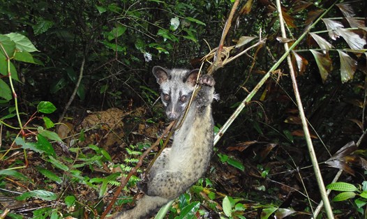 Hình ảnh 1 chú cầy dính bẫy bị treo lơ lửng. Ảnh: WWF cung cấp
