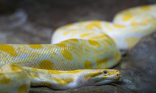 10 điều bí mật kì thú về loài rắn mà bạn nên biết. Ảnh: Facts.uk