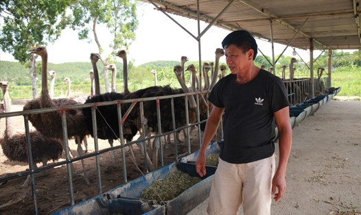 Ông Bùi Văn Quang chăm sóc đàn đà điểu. Ảnh: Trần Tuyên