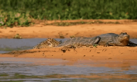 Báo đốm Châu Mỹ tóm gọn cá sấu Caiman. Ảnh: National on PBS