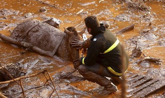 Nhân viên cứu hộ cố gắng cứu một con ngựa chìm dưới lớp bùn đất. Ảnh: BBC