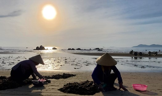 Hình ảnh những phụ nữ, trẻ nhỏ cần mẫn cào Ngao trên bãi biển từ sáng sớm. Ảnh: Lê Phi Long