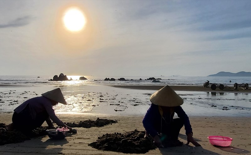 Hình ảnh những phụ nữ, trẻ nhỏ cần mẫn cào Ngao trên bãi biển từ sáng sớm. Ảnh: Lê Phi Long