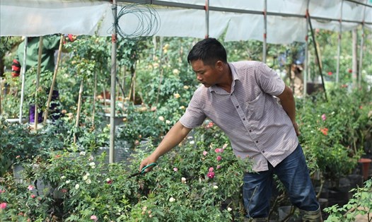 Mô hình chuyển đổi trồng hoa đem lại thu nhập cao cho người dân tại Mê Linh, Hà Nội. Ảnh minh hoạ: Trần Vương