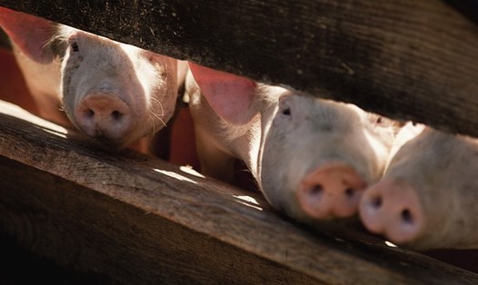 Chuyên gia WHO cho biết, chủng cúm lợn Trung Quốc được đưa tin gần đây không phải là mới. Ảnh: CGTN