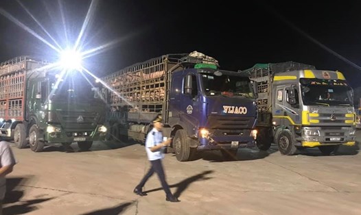 Các xe chở lợn thịt nhập khẩu về Việt Nam làm thủ tục tại cửa khẩu. Ảnh: Thành Đô
