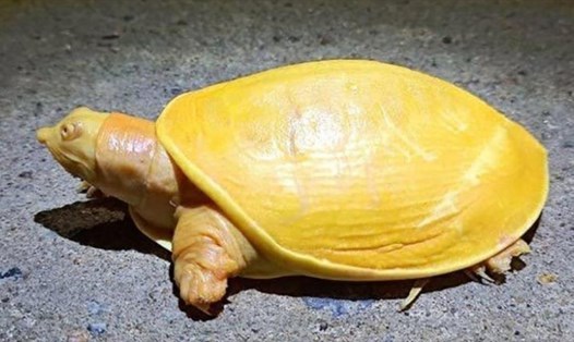 Con rùa màu vàng ở Ấn Độ được một người nông dân phát hiện khi đi làm đồng. Ảnh: CNN