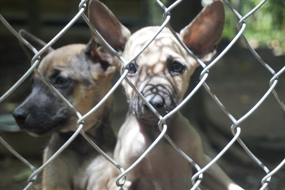 Chó xoáy Phú Quốc là giống chó quý của Việt Nam. Ảnh: N.A