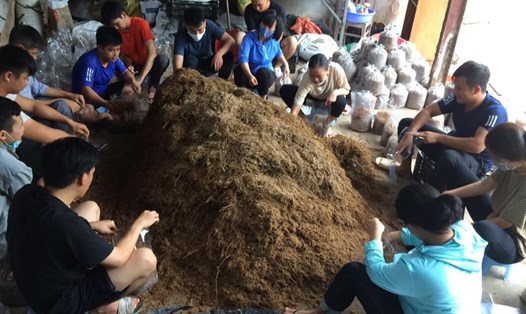 Thời gian qua, đã có hàng trăm học viên được đào tạo nghề nuôi trồng nấm ăn và nấm dược liệu tại Học viện Nông nghiệp Việt Nam. Ảnh: ĐT