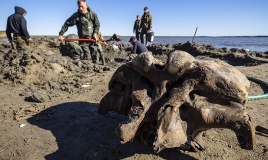 Xương voi ma mút mới được tìm thấy tại Siberia. Ảnh: AP.