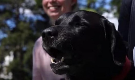 1 trong 8 con chó được huấn luyện trong vài ngày để đánh hơi được COVID-19. Ảnh: Chụp màn hình/Youtube