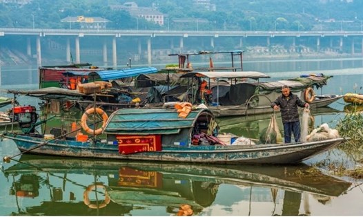 Lệnh cấm bắt cá sông Dương Tử có nghĩa là khoảng 300.000 ngư dân phải từ bỏ công việc. Ảnh: SCMP.