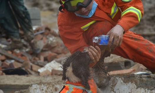 Hình ảnh nhân viên cứu hộ cho chú chó uống nước khi thực hiện nhiệm vụ tìm người mất tích sau trận lở đất do mưa lũ Trung Quốc. Ảnh: China Daily