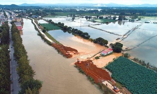Mở đê để nước lũ chảy vào khu vực lưu trữ rộng 2.000 ha ở tỉnh An Huy ngày 27.7. Ảnh: China Daily