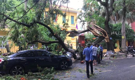 Cành của cây phượng hơn 70 tuổi bất ngờ đổ xuống, đè 1 ôtô, 3 xe máy trên phố Trần Bình Trọng,Hải Phòng sáng 27.7. Ảnh: Mai Dung