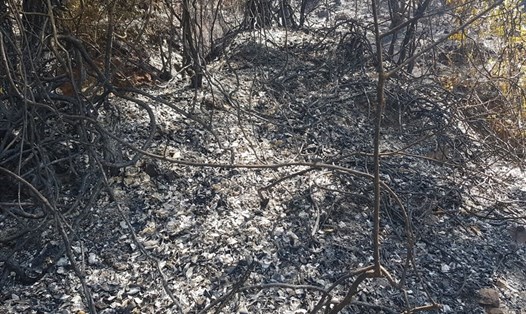 Hiện trường vụ cháy rừng tại xã Diễn An-Diễn Châu (Nghệ An). Ảnh: Quang Đại