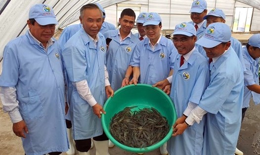 Thứ trưởng Bộ NNPTNT Phùng Đức Tiến (người không đội mũ) kiểm tra thực tế mô hình nuôi tôm siêu thâm canh tại Bạc Liêu (ảnh Nhật Hồ)