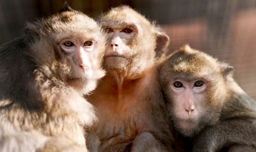 Các nhà nghiên cứu Nhật Bản đã tái tạo thành công triệu chứng COVID-19 ở các cá thể khỉ đuôi dài. Ảnh: AFP