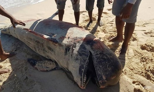 Các ngư dân đã phát hiện 10 con cá voi chết trên bờ biển thuộc tỉnh East Nusa Tenggara, Indonesia. Ảnh: AFP