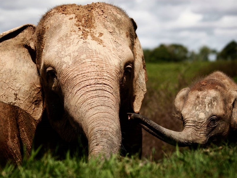 Thế giới động vật: 10 điều kì thú ngạc nhiên về loài voi bạn có biết?