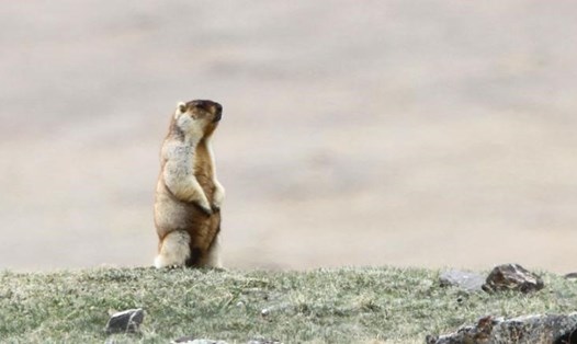 Một con Tarbagan marmot ở thảo nguyên quanh hồ Khukh, Mông Cổ. Ảnh: CNN.