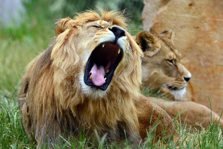 Vua sư tử Phiên bản đời thực về thế giới động vật  Đài Truyền hình TPHCM