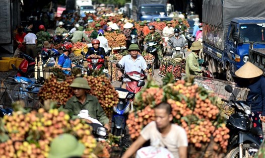 Mỗi năm, Việt Nam xuất khẩu tới 100.000 tấn vải thiều tươi, thu về hơn 30 triệu USD. Ảnh: AFP