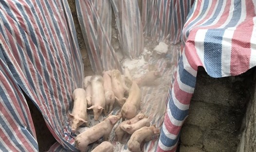 Tiêu hủy lợn bị dịch tả lợn Châu Phi tại Thanh Hóa. Ảnh: Bộ NNPTNT