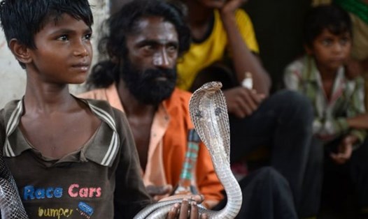 Một cậu bé Ấn Độ đang cầm con rắn hổ mang, loài rắn có thể cắn chết người. Ảnh: AFP
