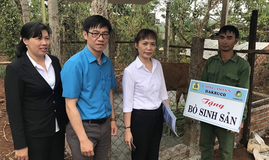 Lãnh đạo Công đoàn ngành NNPTNT Đắk Lắk trao tặng bò sinh sản cho đoàn viên Công ty Cổ phần Cao su Đắk Lắk (DAKRUCO).