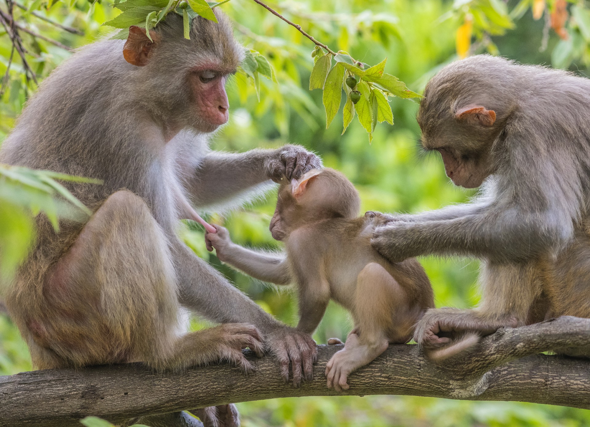 Đảo Khỉ chính là nơi mang niềm vui vô tận cho bạn. Hãy xem ảnh để khám phá cả một thế giới động thực vật hoang dã thú vị với những chú khỉ đáng yêu.