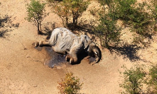 Hình ảnh được cung cấp hôm 3.7 về xác voi chết một cách bí ẩn ở vùng đồng bằng Okavango, Botswana. Ảnh: AFP.