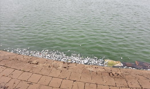 Cá chết ở hồ công viên Fidel TP.Đông Hà. Ảnh: NV.