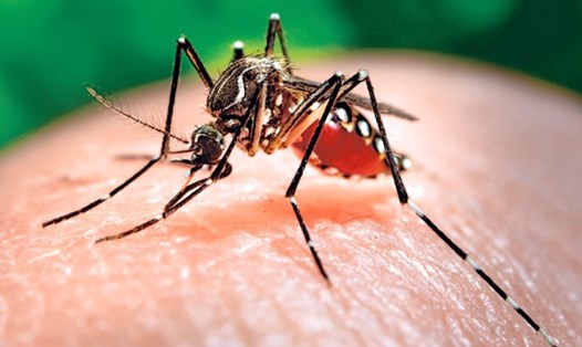 Muỗi Aedes là tác nhân gây bệnh Chikungunya. Ảnh: T.L