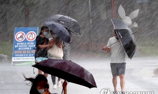 Người đi bộ cố gắng giữ ô khi mưa kèm theo gió mạnh xuất hiện ở Busan, Hàn Quốc. Ảnh: Yonhap