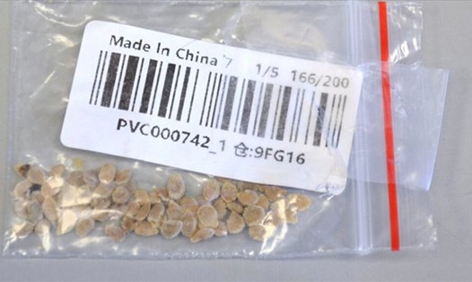 Các chuyên gia nông nghiệp của Mỹ đã tiến hành xác minh các hạt giống bí ẩn được gửi từ Trung Quốc. Ảnh: Fox News