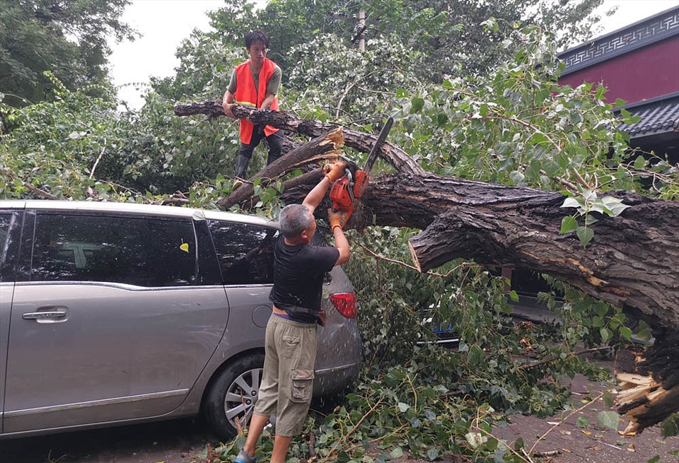 Sau mưa lớn, một cây cao 20m bị đổ vào 7 chiếc ô tô trong khu dân cư Sanlitun, Bắc Kinh, Trung Quốc hôm 12.8. Ảnh: CGTN