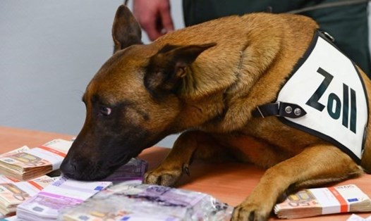 Chú chó Aki đã đánh hơi được gần 250.000 Euro giấu kín bởi các du khách tại sân bay ở Frankfurt. Ảnh: BBC