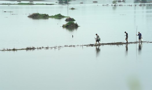 Cánh đồng ngập nước ở huyện Phù Nam, thành phố Phụ Dương, tỉnh An Huy, miền đông Trung Quốc. Ảnh: CGTN