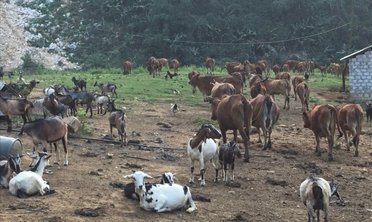 Đàn dê, bò đông đúc của chủ trang trại Nguyễn Mạnh Hùng tại Tung Khẳng (Quỳ Hợp - Nghệ An). Ảnh: Minh Thư